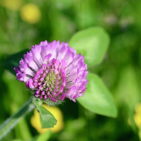 Photograph Art Print featuring the photograph Blooming Wild Clover by M E