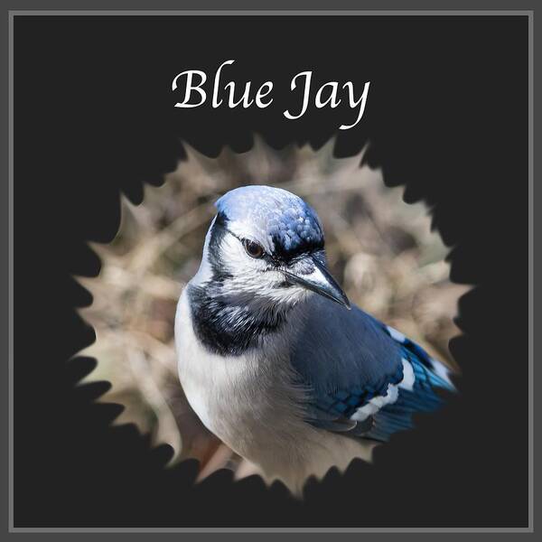Blue Jay Art Print featuring the photograph Blue Jay  by Holden The Moment
