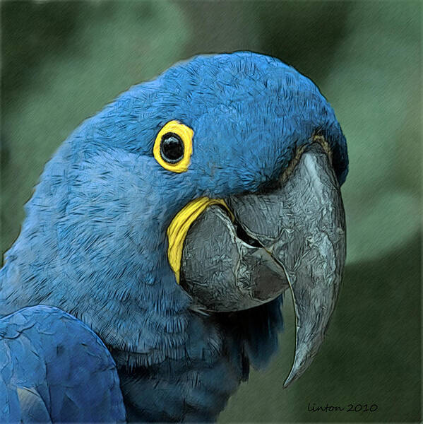 Blue Macaw Art Print featuring the digital art Blue Macaw 2 by Larry Linton