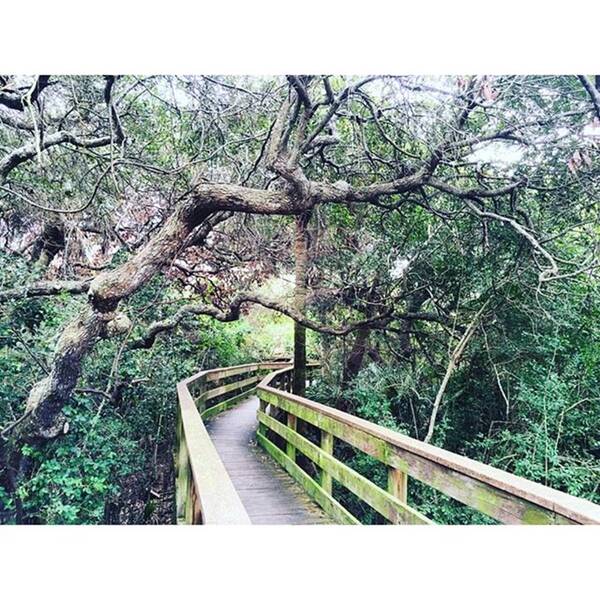 Lovefl Art Print featuring the photograph Boardwalk On Top Of Turtle Mound, A by Greg Royce