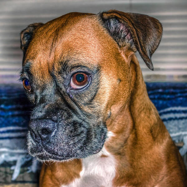 Adorable Art Print featuring the photograph Boxer Portrait by Rob Sellers
