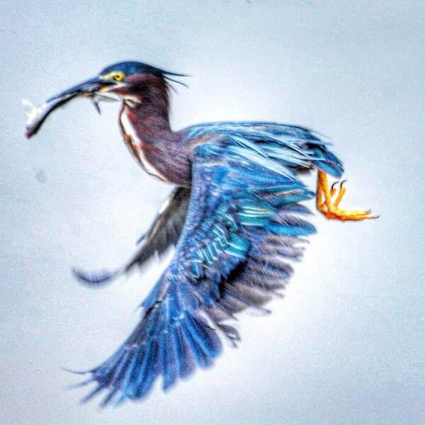 Green Heron Art Print featuring the photograph Breakfast by Sumoflam Photography