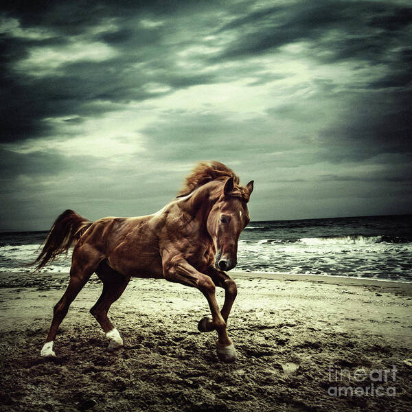 Horse Art Print featuring the photograph Brown horse galloping on the coastline by Dimitar Hristov