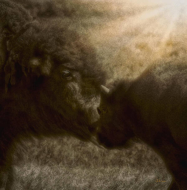 Buffalo Art Print featuring the photograph Buffalo Love by Amanda Smith