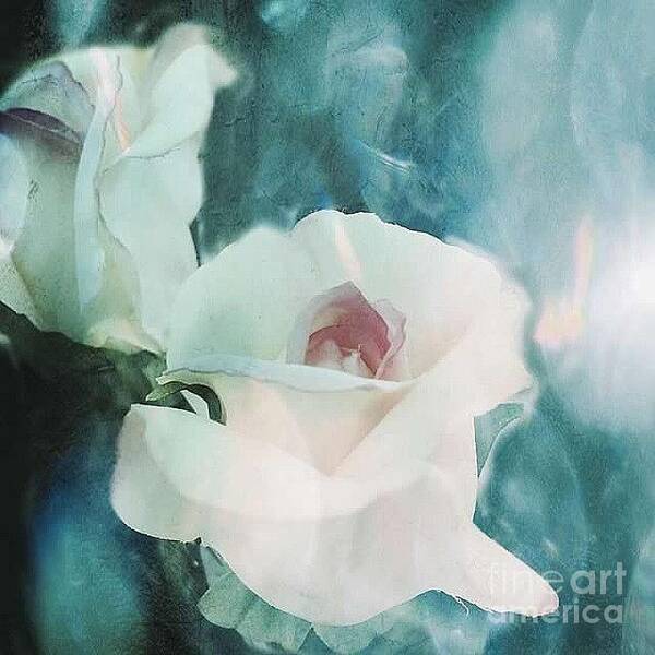 Rose Art Print featuring the photograph But Soft by Beth Williams