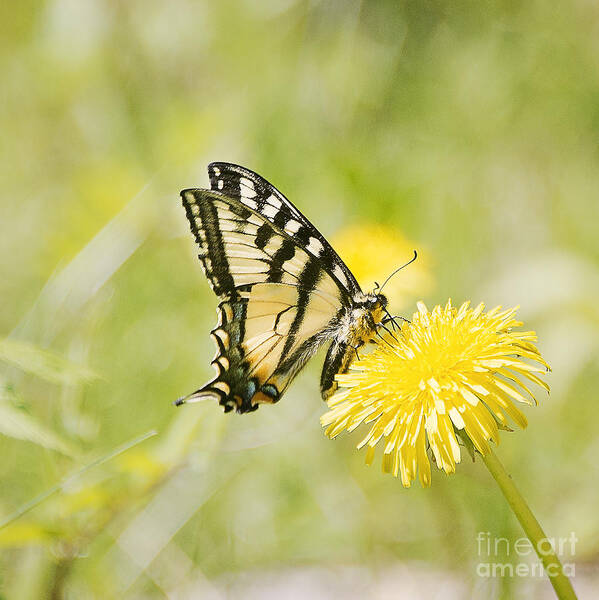 Photography Art Print featuring the photograph Butterfly on Dandelion by Ivy Ho