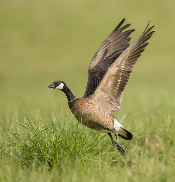 Goose Art Print featuring the photograph Cackling Goose by Angie Vogel