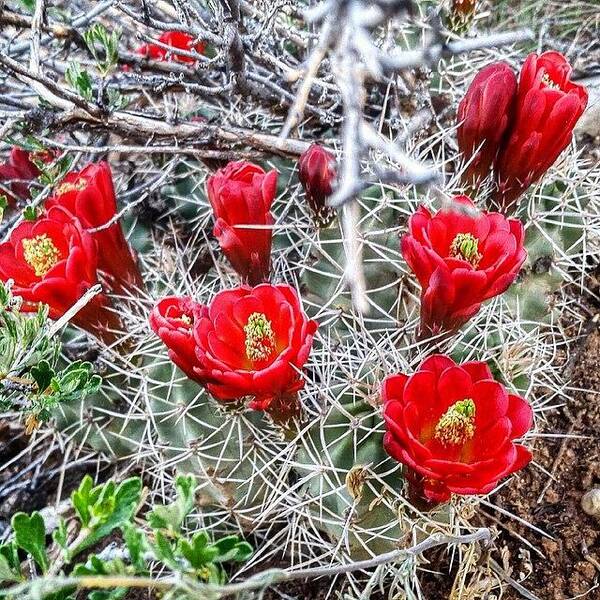 Colorado Art Print featuring the photograph Cactus Bloom In Colorado #cactus #bloom by Joan McCool