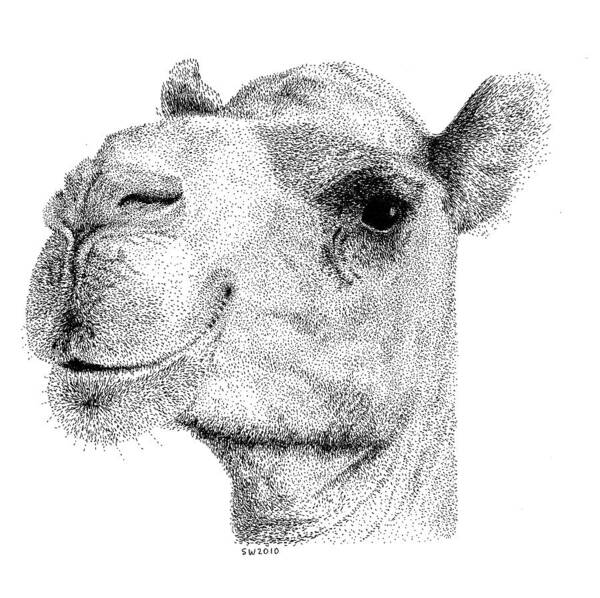 Camel Art Print featuring the drawing Camel by Scott Woyak