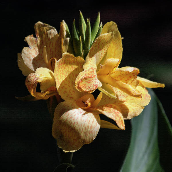 Photograph Art Print featuring the photograph Cannas Amarillo Squared by Suzanne Gaff
