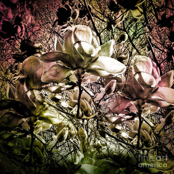 Spring Art Print featuring the photograph Carols Magnolia by Karen Lewis