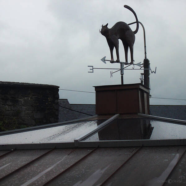 Cat Art Print featuring the photograph Cat on a Cool Tin Roof by Tim Nyberg
