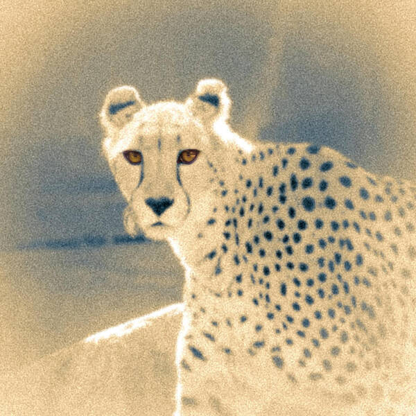 5dmkiv Art Print featuring the photograph Cheetah by Mark Mille