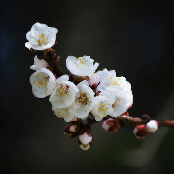 Art Art Print featuring the photograph Apricot Blossom I by Joan Han