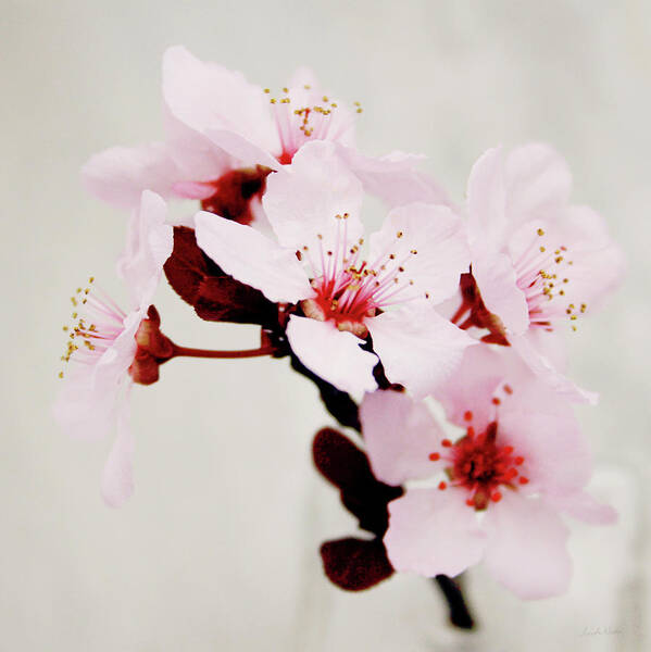 Cherry Blossom Art Print featuring the mixed media Cherry Blossoms 1- Art by Linda Woods by Linda Woods