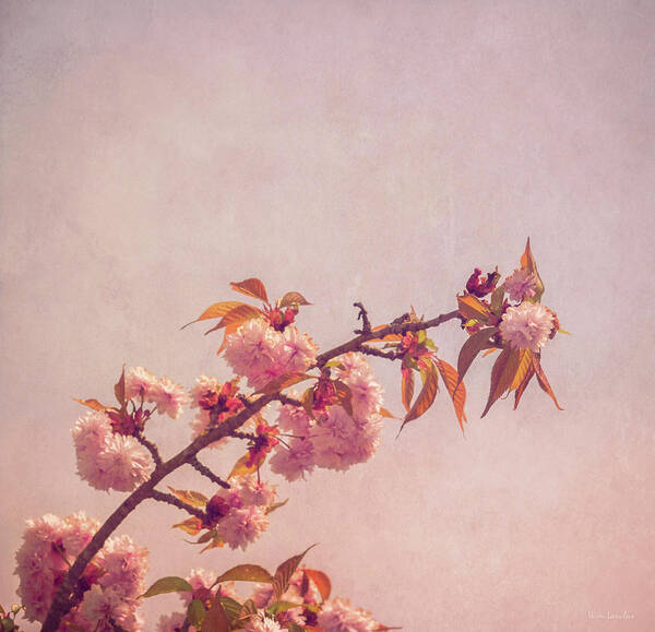 Cherry Art Print featuring the photograph Cherry Blossoms by Wim Lanclus