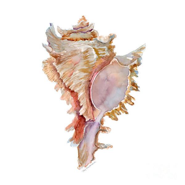 Shell Art Print featuring the painting Chicoreus Ramosus Shell by Amy Kirkpatrick