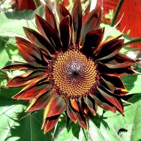 Chocolate Art Print featuring the photograph Chocolate Sunflower by 'REA' Gallery