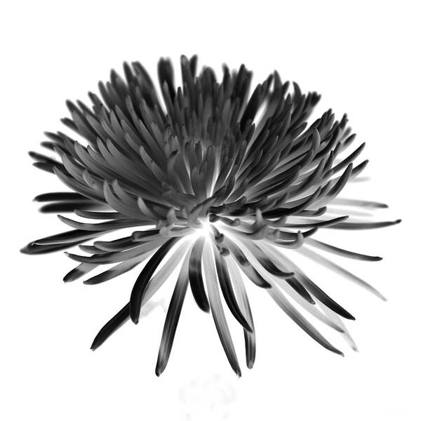 Black And White Art Print featuring the photograph Chrysanthemum II Black and White by Lily Malor