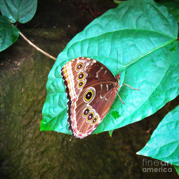 Butterfly Art Print featuring the photograph Circles on Wings by Robert Knight
