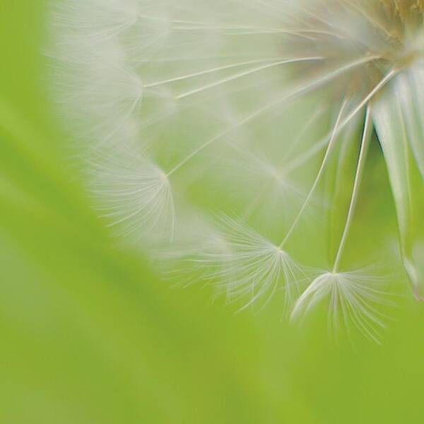 Macroworld_ Art Print featuring the photograph Close Up Of A Dandelion by Sungi Verhaar
