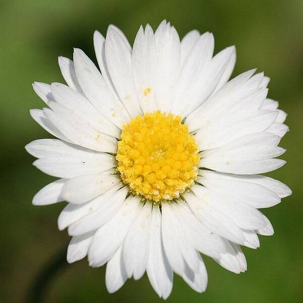 Common Daisy Art Print featuring the photograph Closeup of a Beautiful Yellow and White Daisy flower by Taiche Acrylic Art