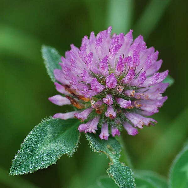 Flower Art Print featuring the photograph Clover in Dew by Michael Peychich