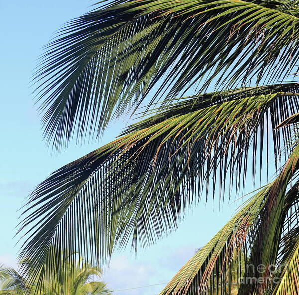 Coconut Palm Tree Art Print featuring the photograph Swaying Palm Branches by Alice Terrill