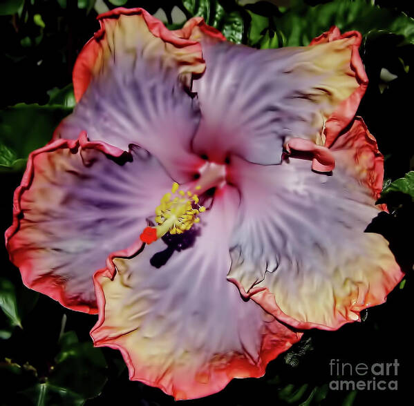 Hibiscus Art Print featuring the photograph Colorful - Hibiscus - Beauty by D Hackett