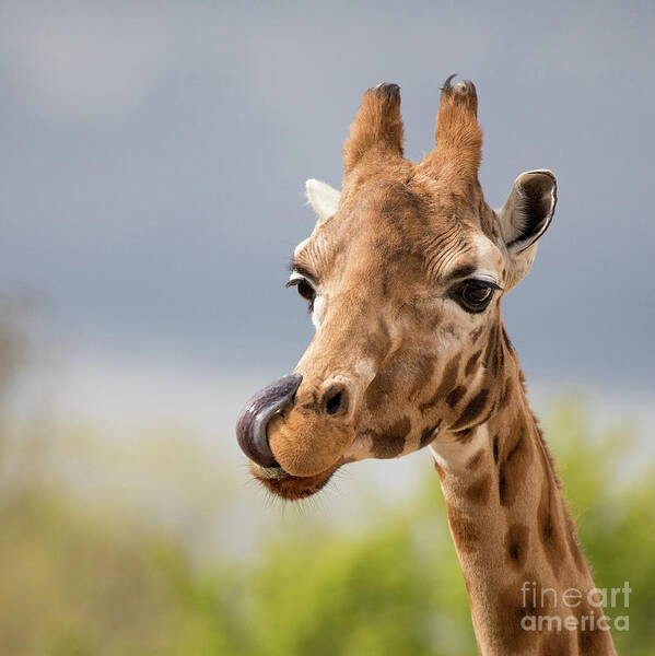 Giraffe Art Print featuring the photograph Comical giraffe with his tongue out. by Jane Rix