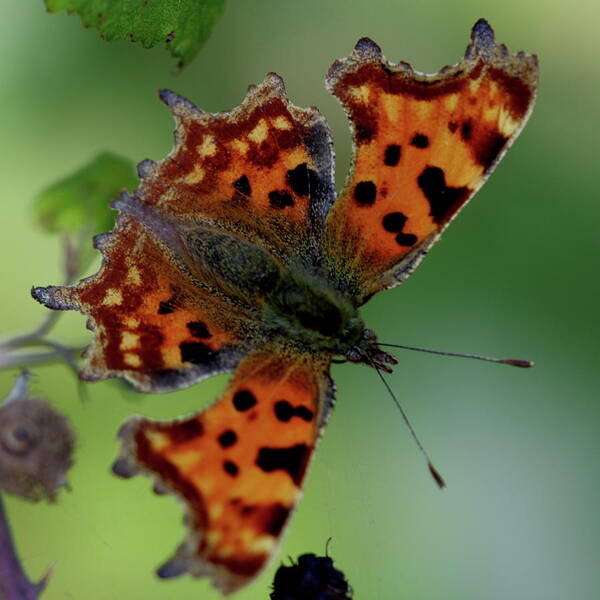 Comma Butterfly Insect Art Print featuring the photograph Comma Butterfly - open by Ian Sanders