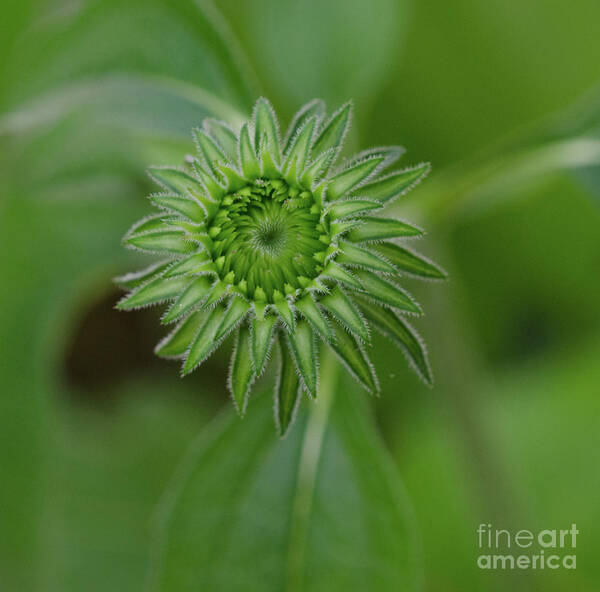 Cone Flower Art Print featuring the photograph Cone Flower Spring Blooming Process by Dale Powell