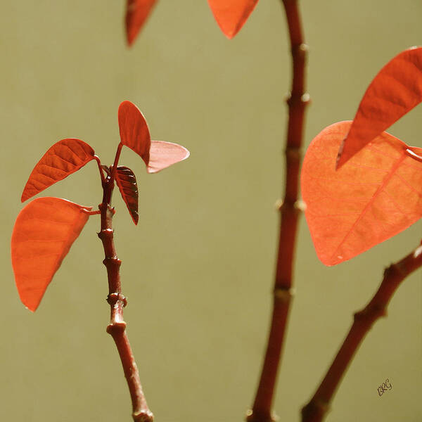 Orange Leaves Art Print featuring the photograph Copper Plant 2 by Ben and Raisa Gertsberg