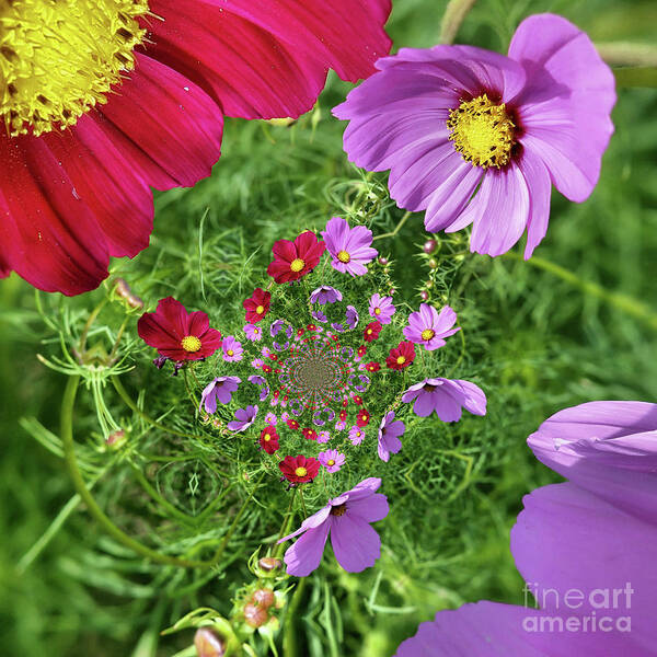 Abstract Art Print featuring the photograph Cosmos Flowers Abstract by Smilin Eyes Treasures