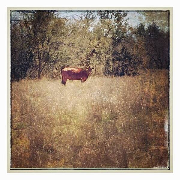 Field Art Print featuring the photograph #cow #farming #field #landscape by Judy Green