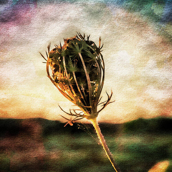 Cow Parsley Art Print featuring the photograph Cow Parsley Seedhead. by John Paul Cullen