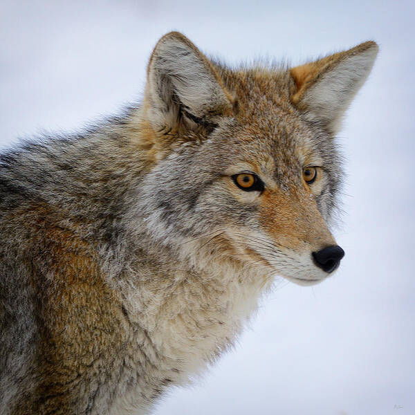 Coyote Art Print featuring the photograph Coyote Portrait by Greg Norrell