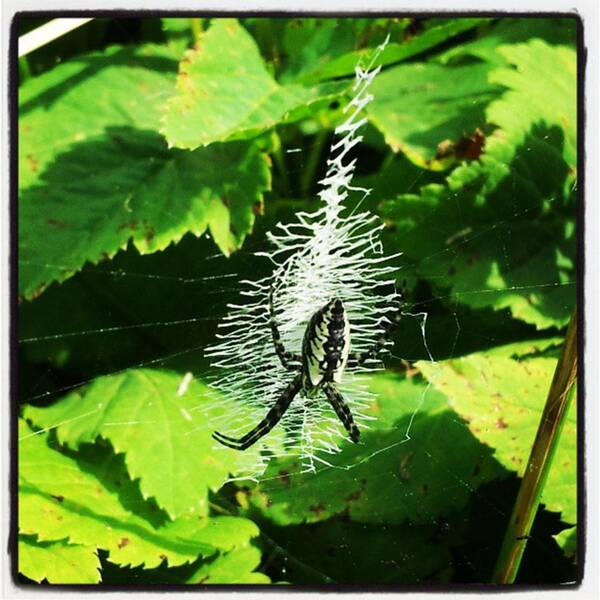 Web Art Print featuring the photograph Garden Spider by Sarah Crocker