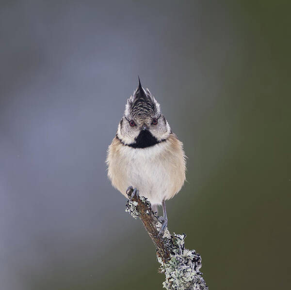 Crested Art Print featuring the photograph Crested Tit by Pete Walkden
