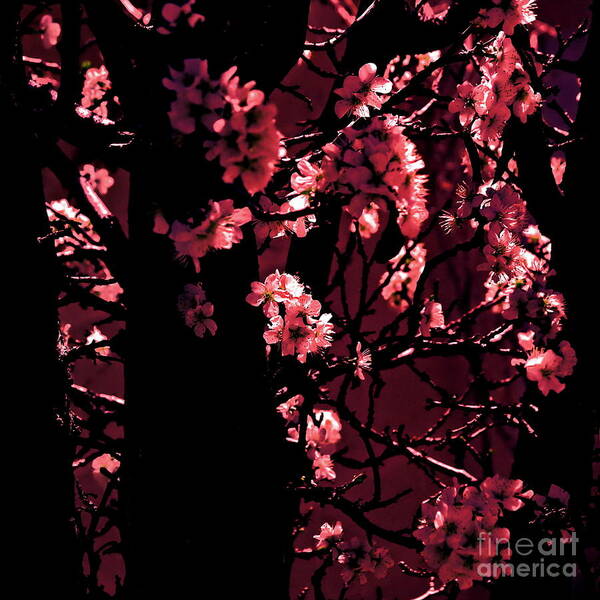 Digital Altered Photo Art Print featuring the photograph Crimson by Tim Richards