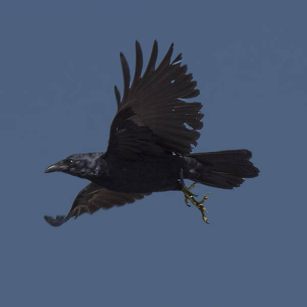 Fauna Art Print featuring the photograph Crow Flying by William Bitman