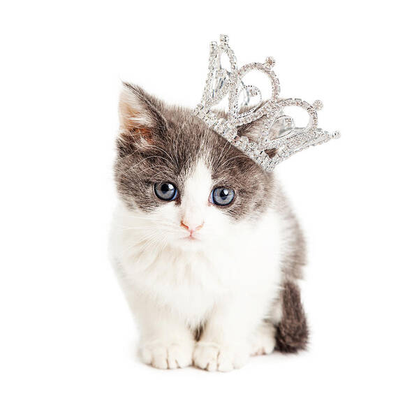 Adorable Art Print featuring the photograph Cute Kitten Wearing Princess Crown by Good Focused