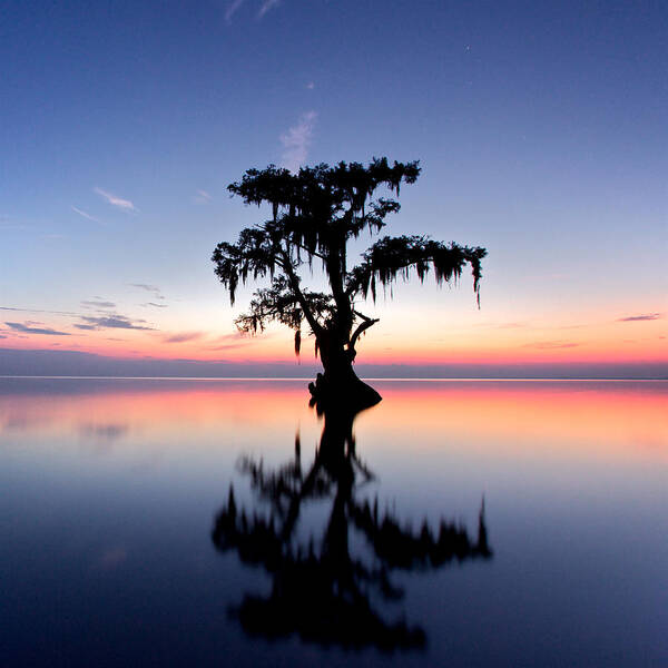 Bald Art Print featuring the photograph Cypress Tree by Evgeny Vasenev