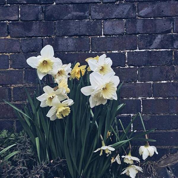 Plant Art Print featuring the photograph #daffodils #daffs #walls #dark #monday by Emma Gillett