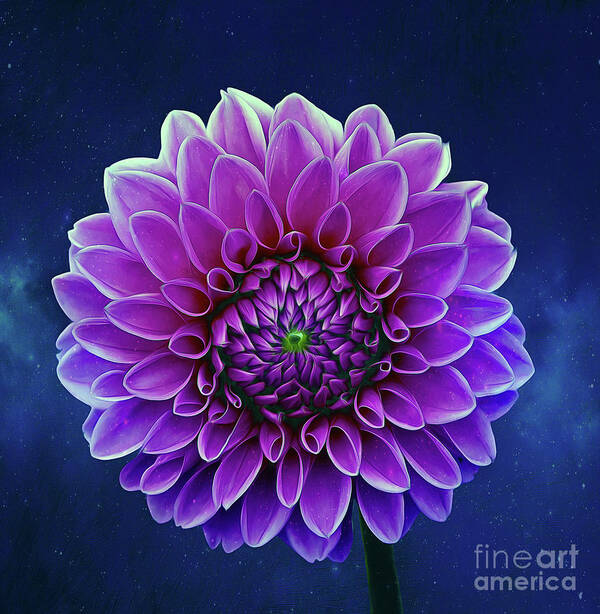 Flower Art Print featuring the mixed media Dahlia by Ian Mitchell