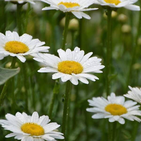 Beautiful Art Print featuring the photograph Daisies by Eve Tamminen