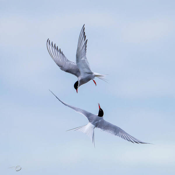 Dancing Arctic Terns Art Print featuring the photograph Dancing Arctic Terns by Torbjorn Swenelius