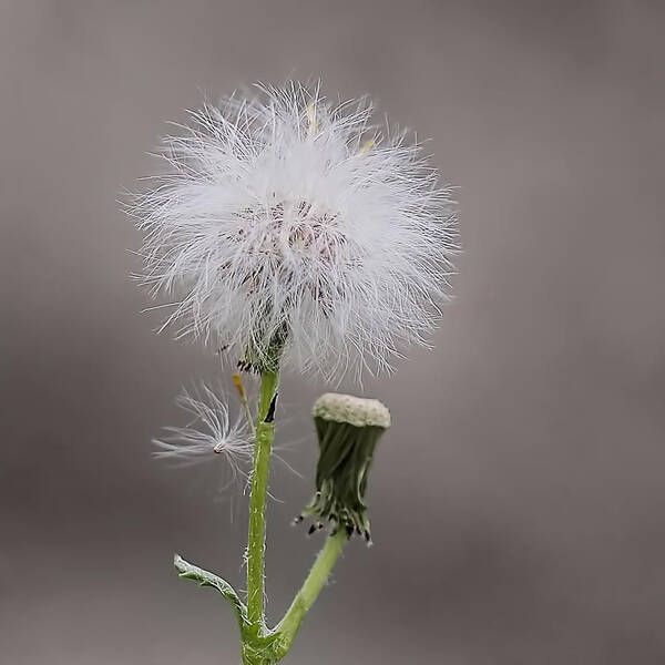  Art Print featuring the photograph Dandelion Seed Head by Rona Black