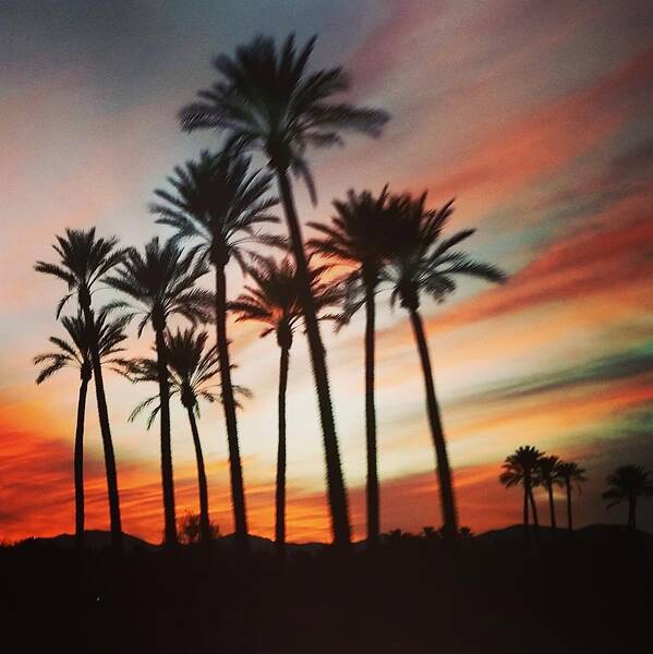 Palm Trees Art Print featuring the photograph Desert Palms Sunset by Vic Ritchey