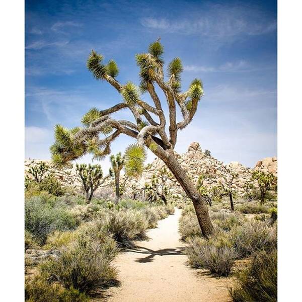 Joshuatree Art Print featuring the photograph Desert Path. Joshua Tree National Park by Alex Snay
